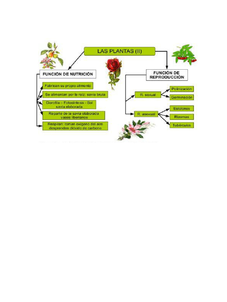 Mapa Conceptual | PDF