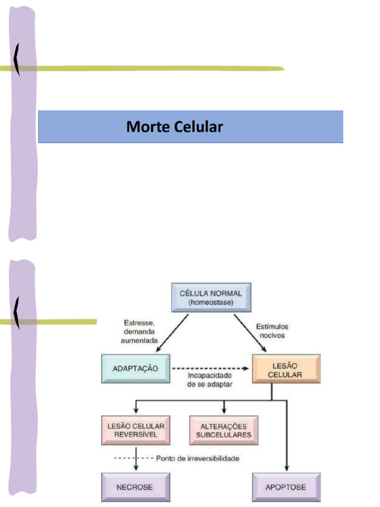 Aula - 5 - Morte Celular - Apoptose e Necrose - Material de Apoio | PDF