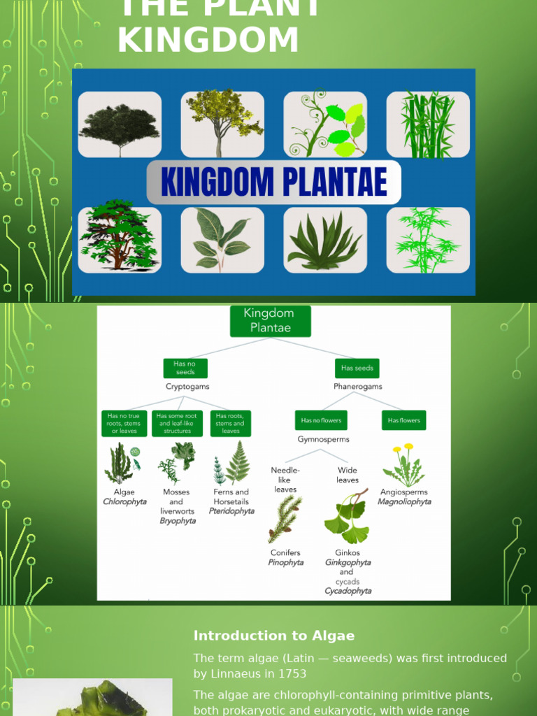 The Plant Kingdom | PDF