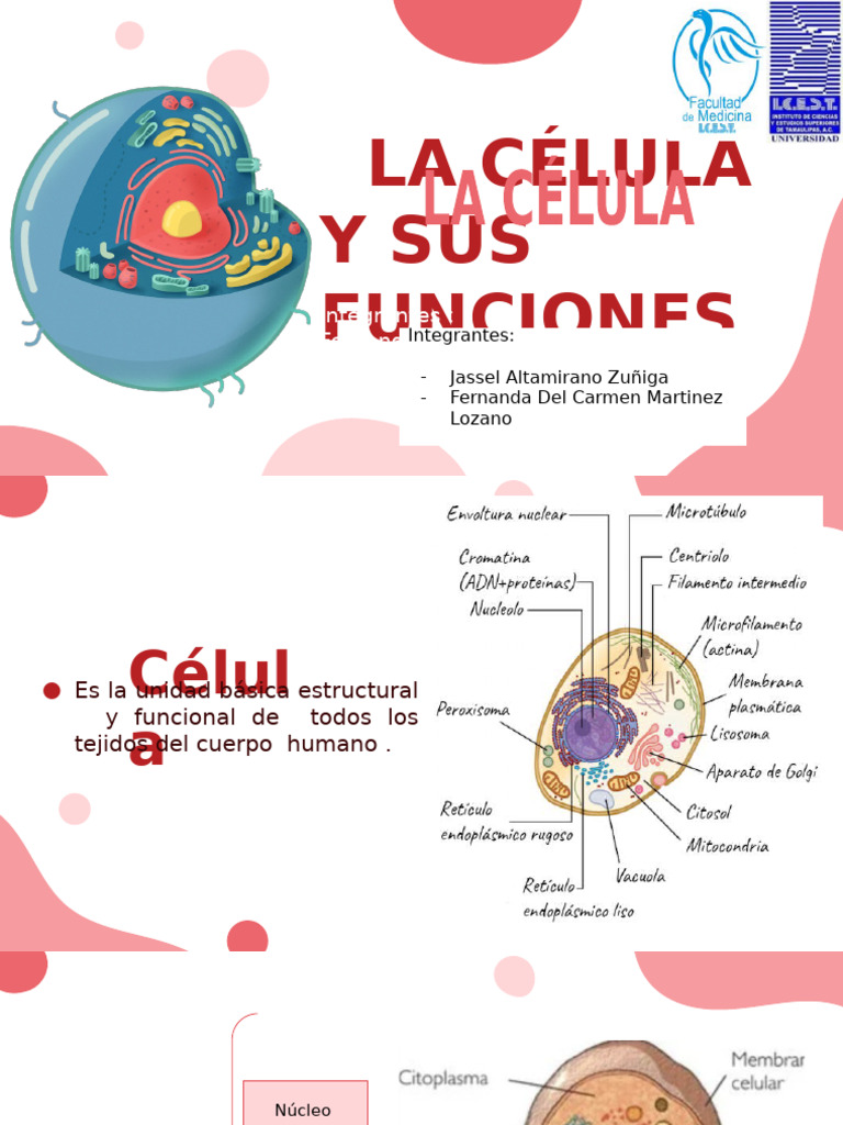 Estructura y Función de la Célula | PDF | Citoplasma | Membrana celular
