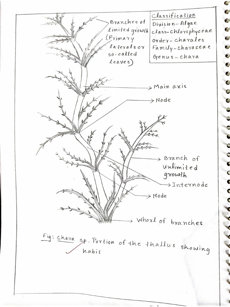 Practical Botany | PDF