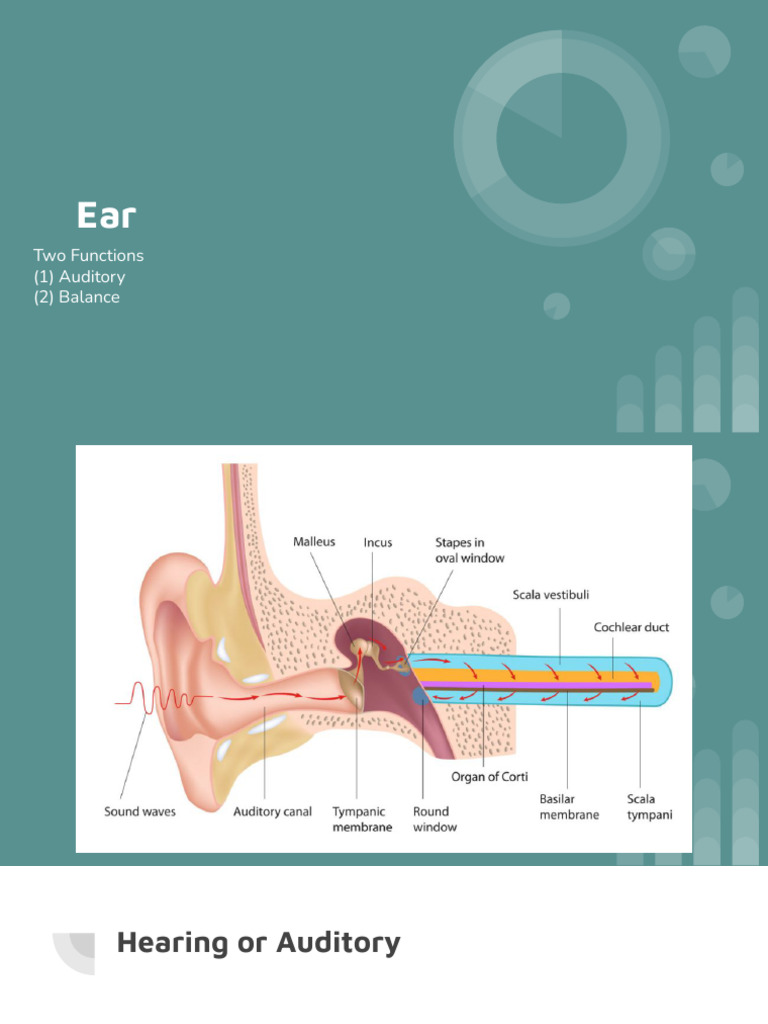 Functions of the Ear: Hearing and Balance | PDF | Science & Mathematics
