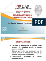 Ayuda Didactica 4 Neuroanatomia Sistema Limbico Ppt