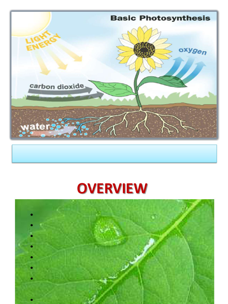 Understanding Photosynthesis Basics | PDF | Photosynthesis | Chloroplast