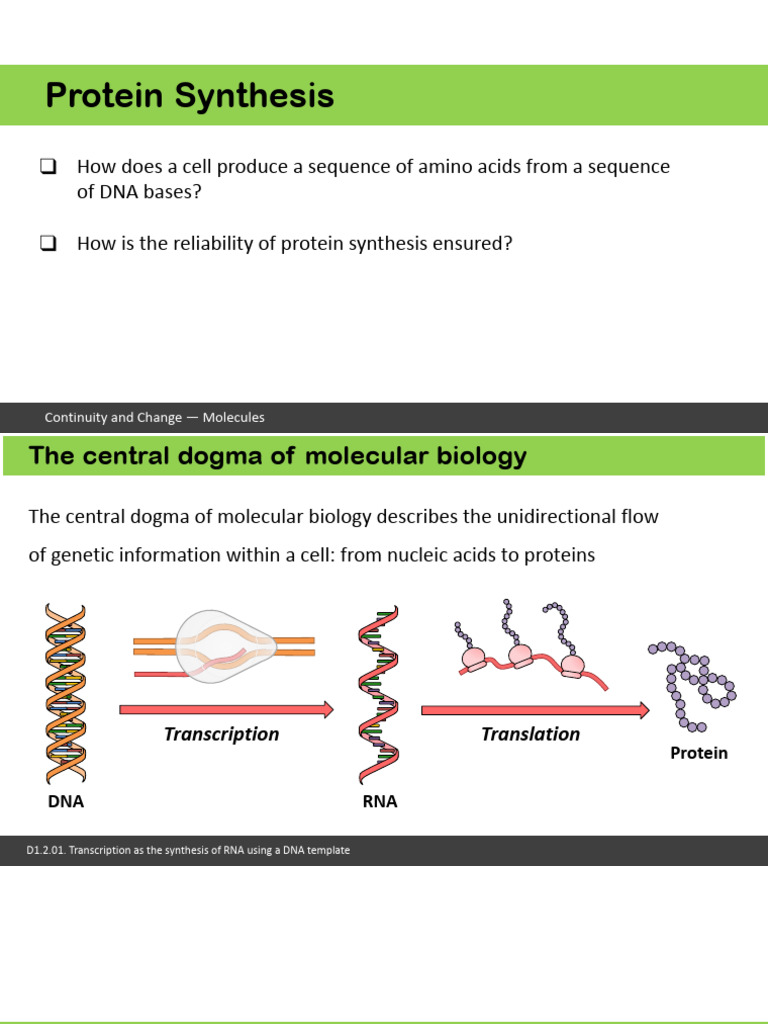 Protein_Synthesis_(SL) Biology IB | PDF