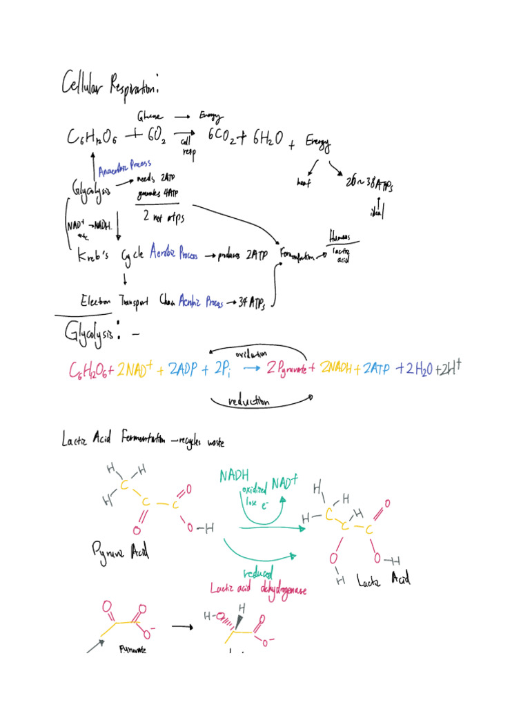 Cellular Respiration Pdf