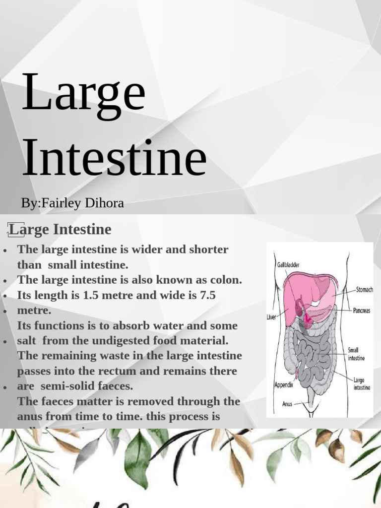 Large Intestine 2 1 | PDF