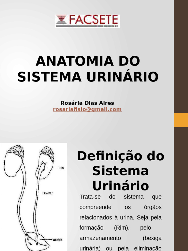 Aula 2 Anatomia Do Sistema Urinário Pdf