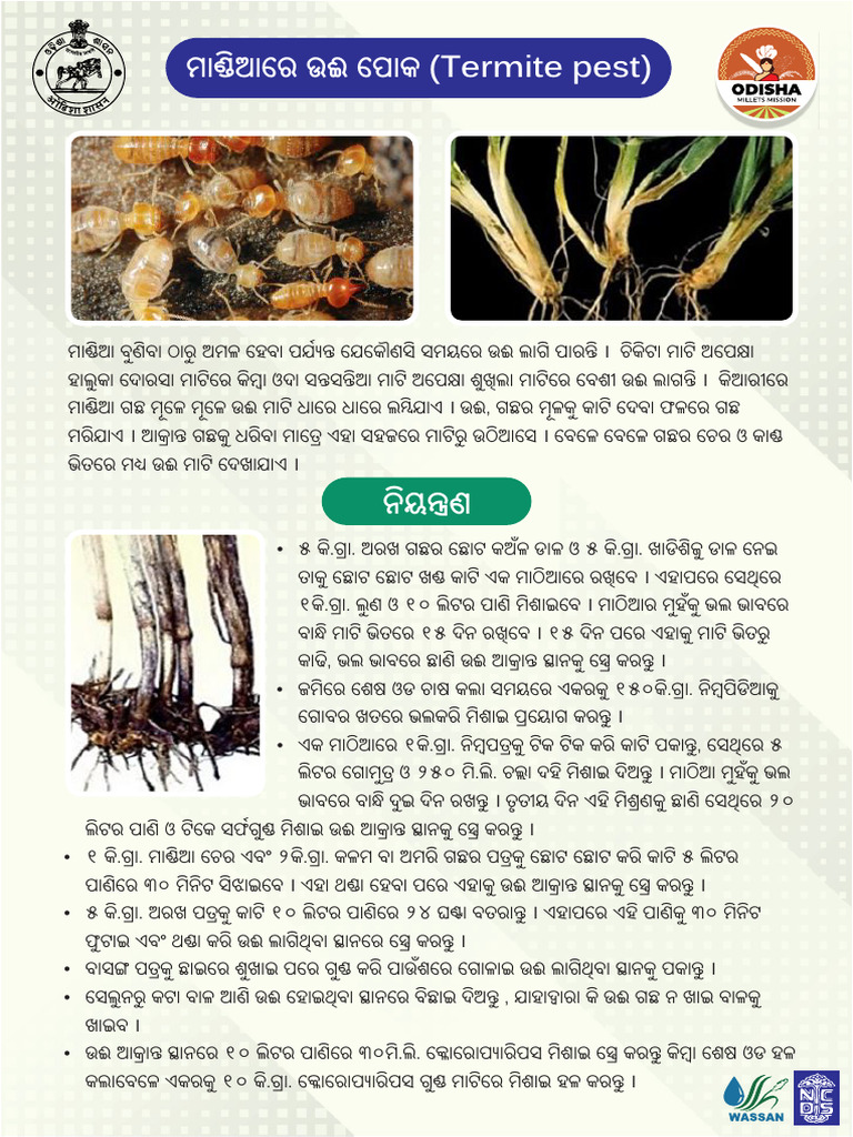 Termite Pest | PDF