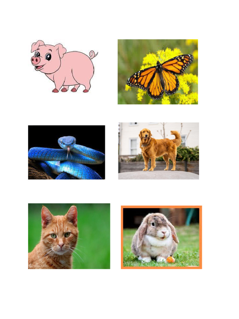 Different Animals | PDF