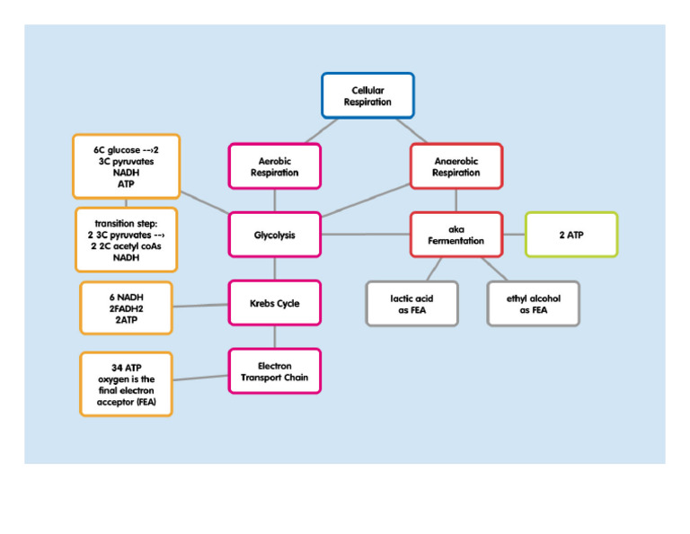 Cellular Respiration Popplet | PDF