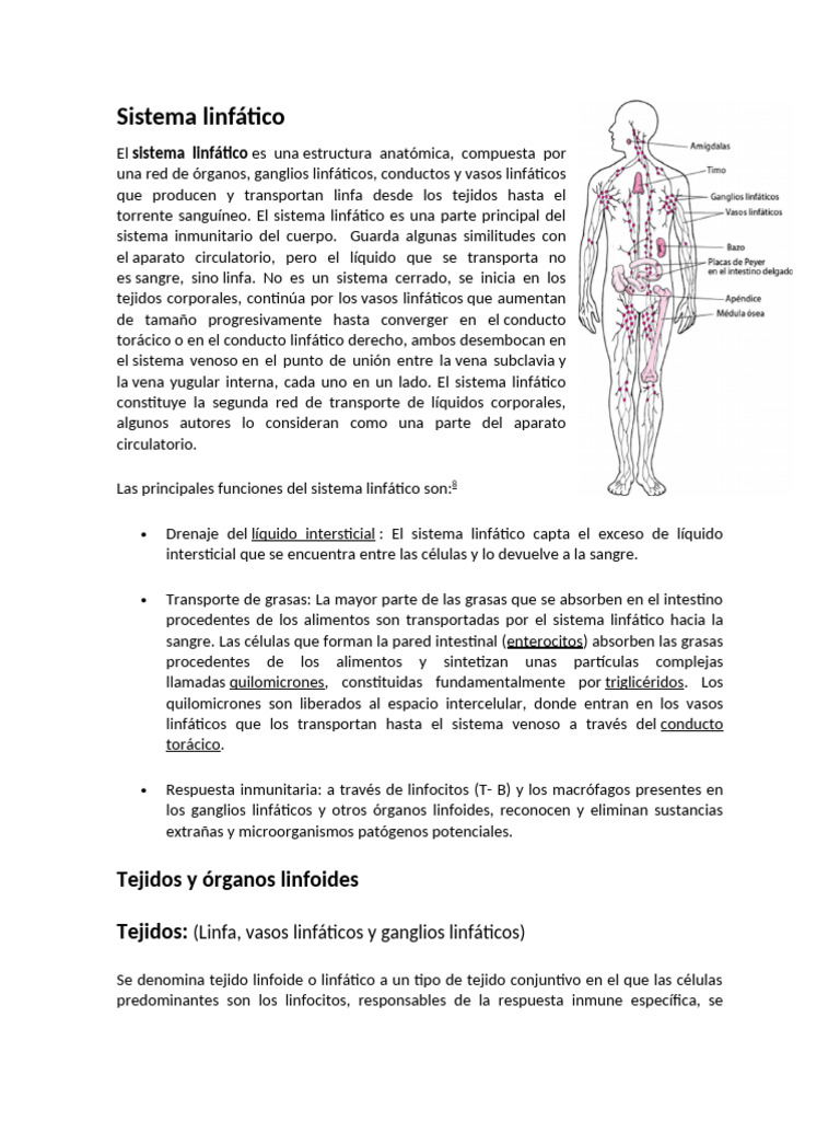 Sistema Linfático Pdf