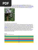 Download Primata Adalah Mamalia Yang Menjadi Anggota Ordo Biologi Primates by ambosahidayat SN77346952 doc pdf