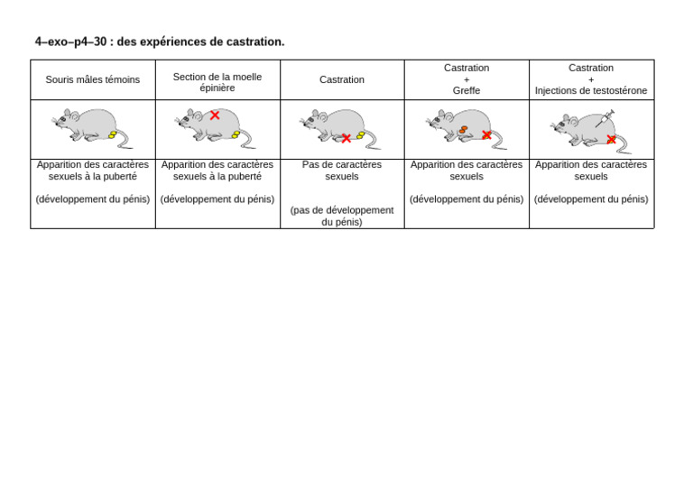4 Exo p4 30 Exp Castration Rat | PDF