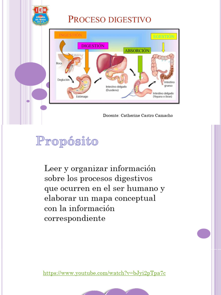 Proceso Digestivo 2 Pdf