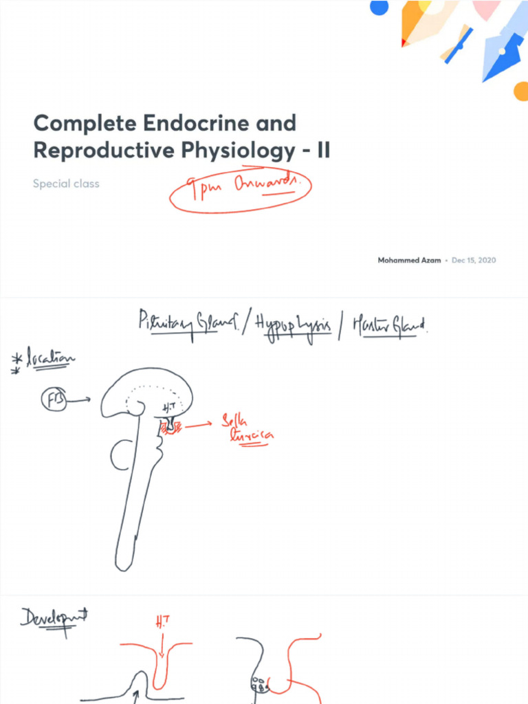 Complete Endocrine and Reproductive Physiology II With Anno | PDF