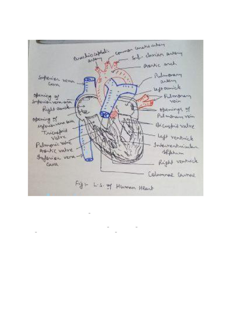 Internal STR of Hearts | PDF | Atrium (Heart) | Science & Mathematics