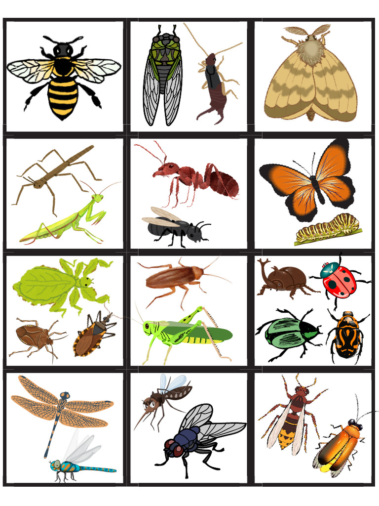 Insectosa | PDF