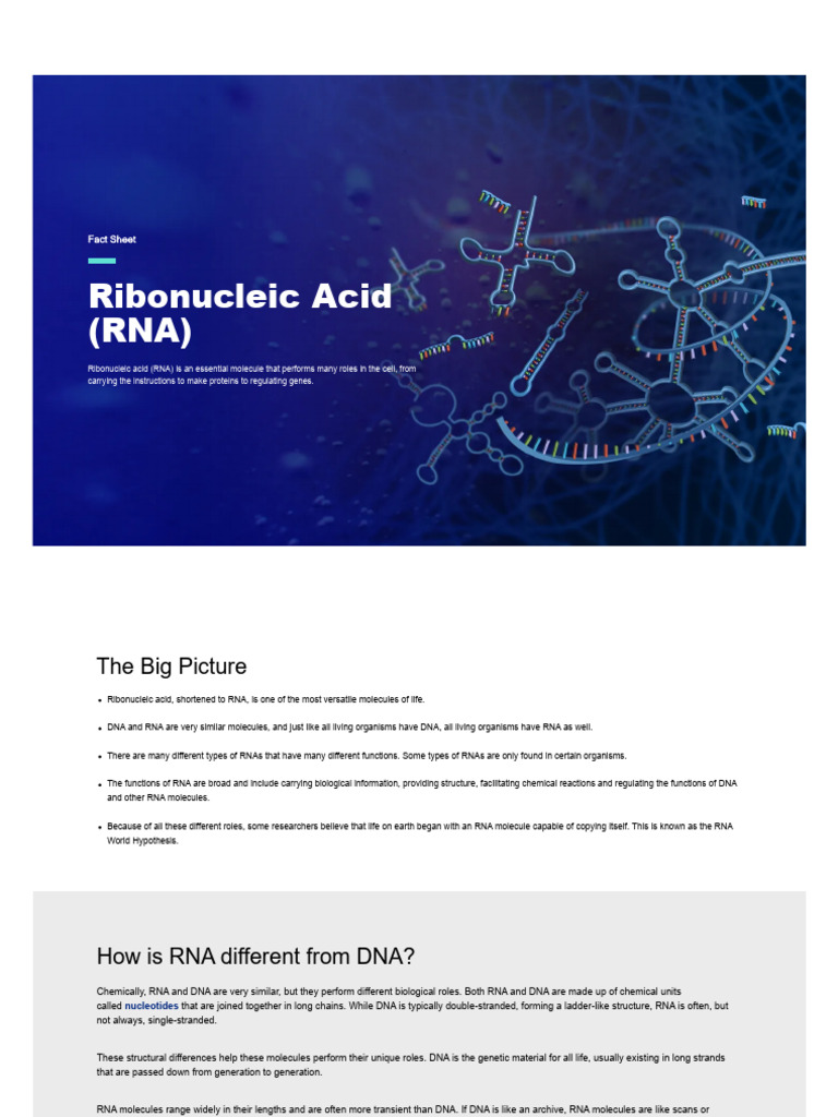 Ribonucleic Acid (RNA) Fact Sheet | PDF
