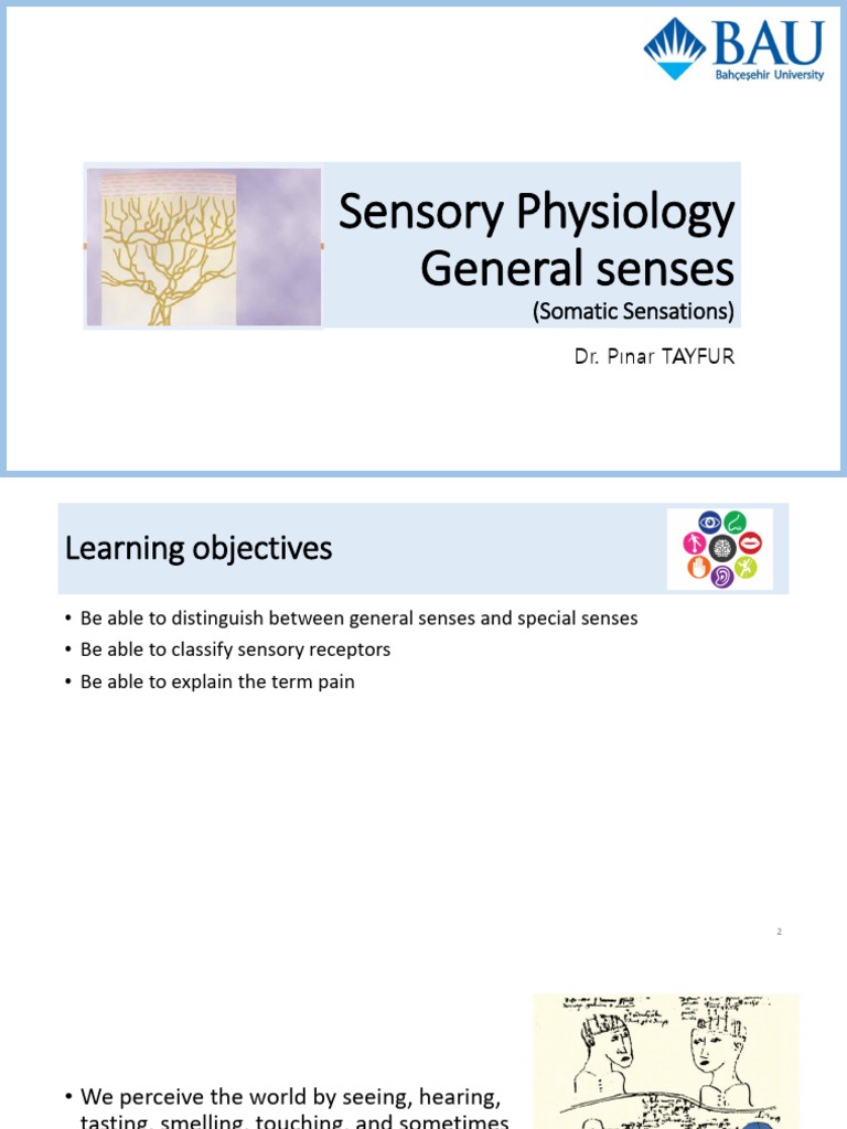 WK 3. Sensory Physiology, General senses 2023-2024 | PDF