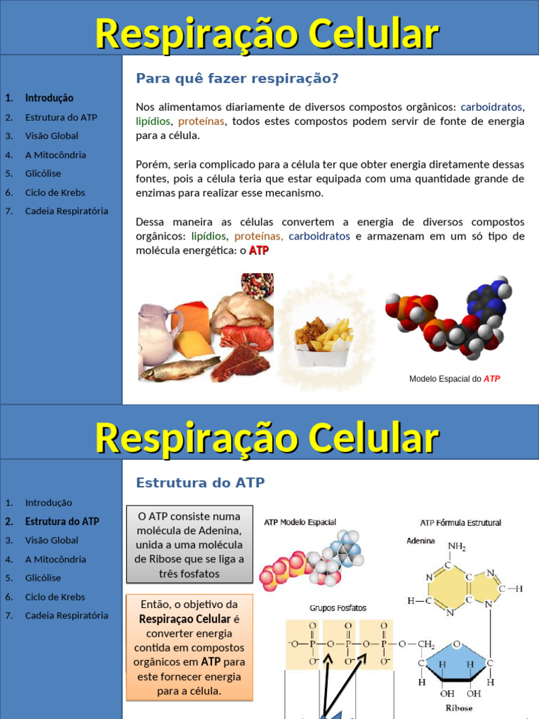 Respiracao E Fermentacao Pdf
