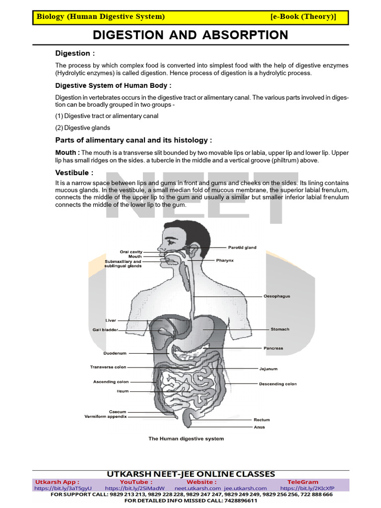E-Book HumanDigestiveSystem English (Theory) | PDF