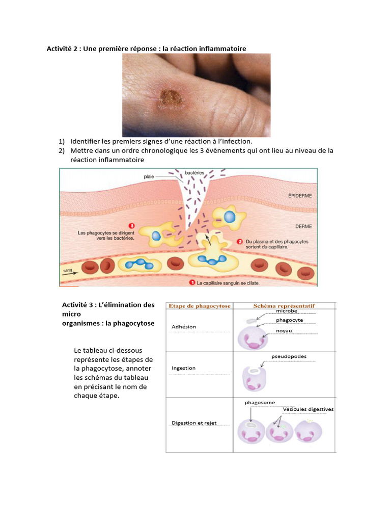 Activite 3 Et 4 Correction | PDF