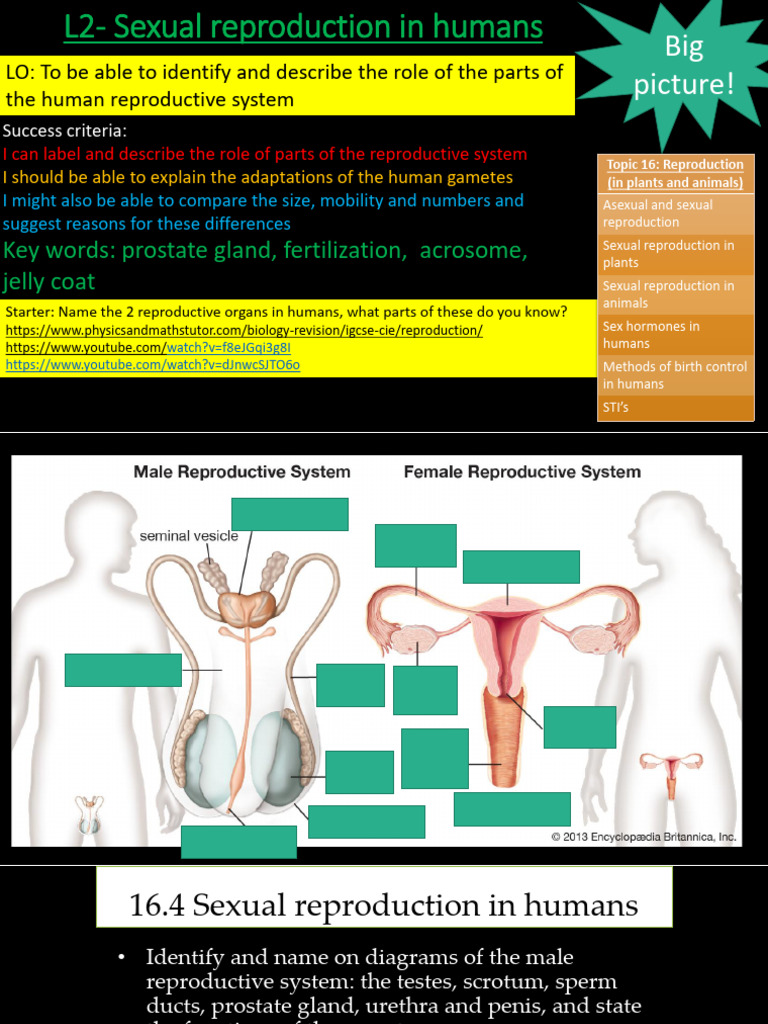Human Sexual Reproduction Overview | PDF | Reproductive System ...
