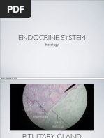 Endocrine Histology