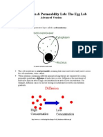 Cell Diffusion & Permeability - Advanced Version