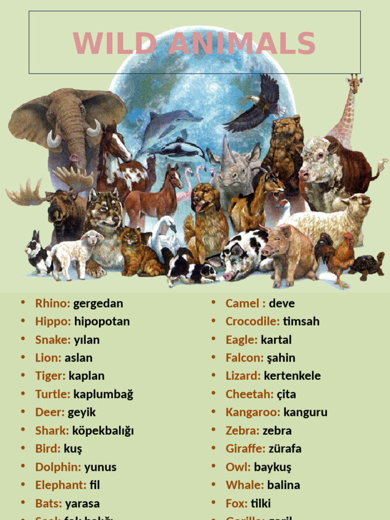 Unit 4 Vocabulary Pdf