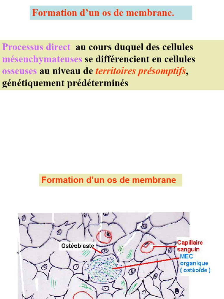 Formation D'un Os de Membrane.: Processus Direct Mésenchymateuses ...