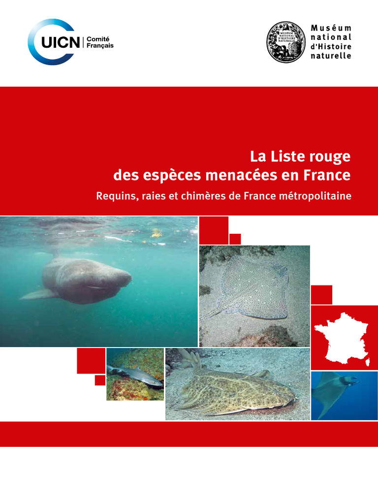 Requins et raies menacés en France | PDF | Requins | Surpêche