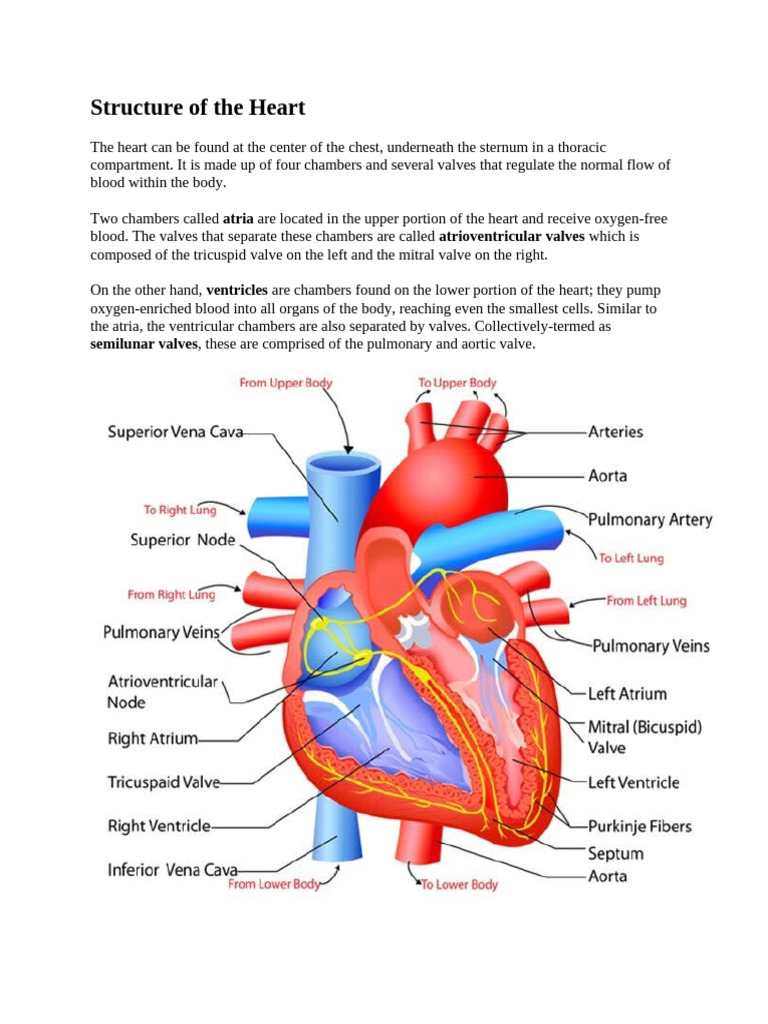Structure of The Heart: Atria Atrioventricular Valves | PDF