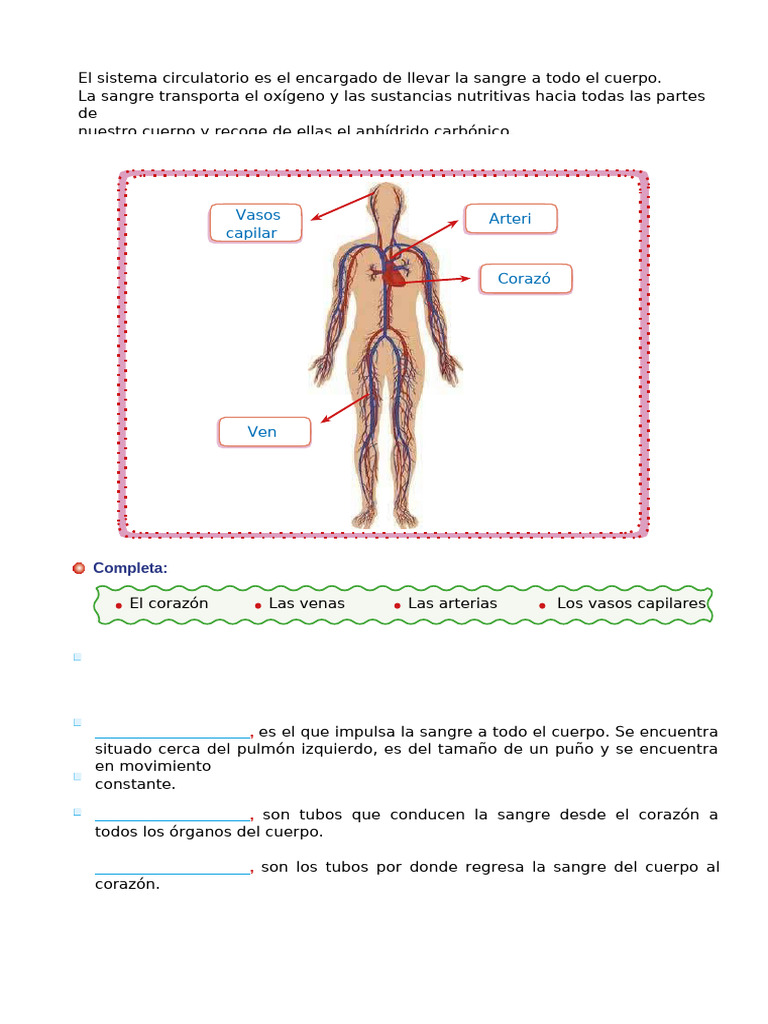 El Sistema Circulatorio para Segundo Grado de Primaria | PDF
