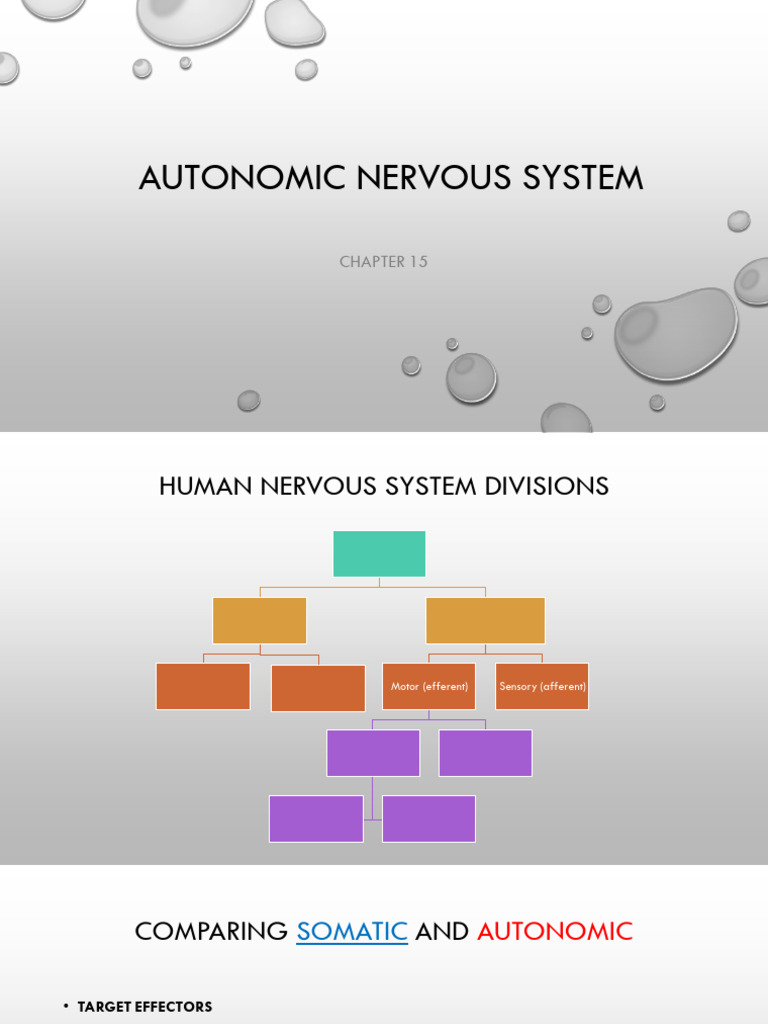Outcome 2 Nervous System, Chapter 15 | PDF