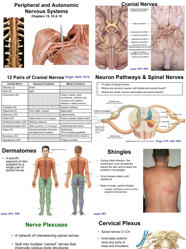 PNS and ANS | PDF