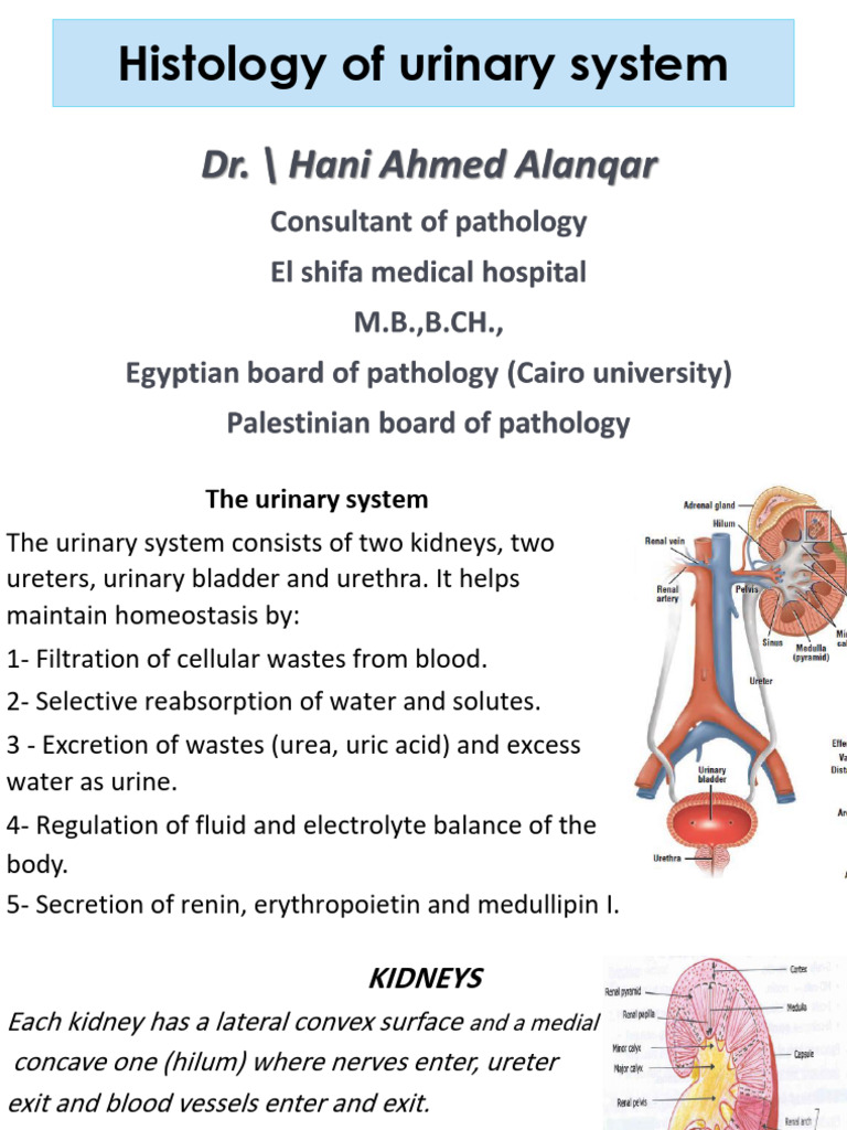 1 Histology Of Renal System Pdf