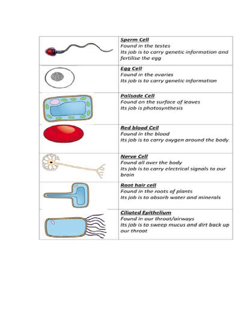 Cells | PDF