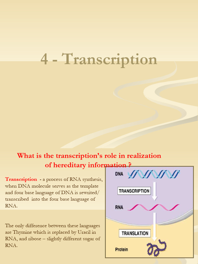 4 Transcription | PDF