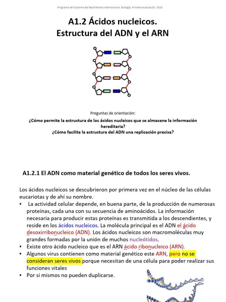 Estructura y Función de Ácidos Nucleicos | PDF | Rna | Adn