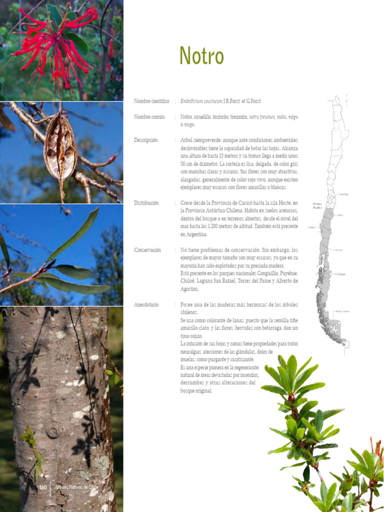 Notro | PDF