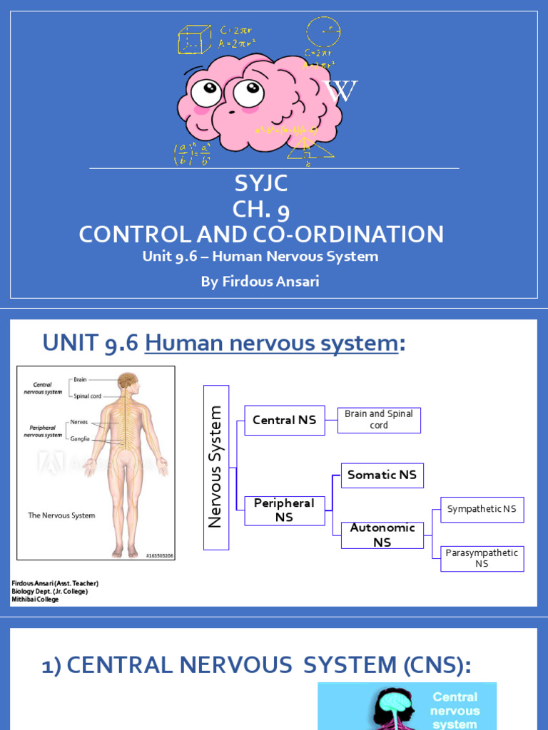 SY 9 Control and Co Ordination - 9.6 - Human Brain | PDF