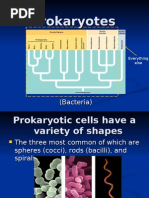 Download Prokaryotes Protists and Fungi by zorbax SN7748174 doc pdf