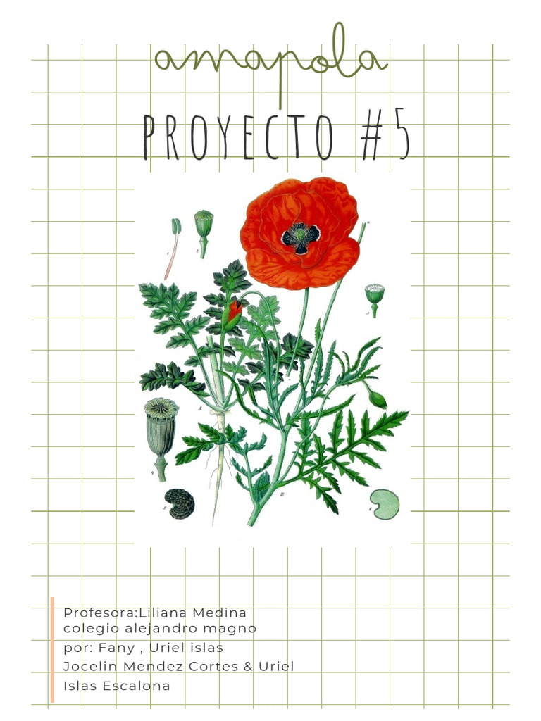 Amapola PDF