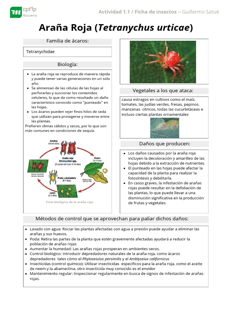 Ficha de Insectos | PDF