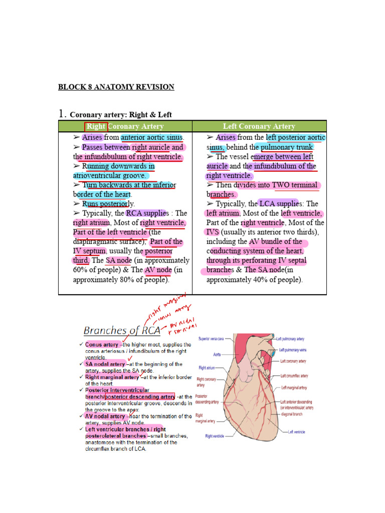 Anatomy Revision b4,8,9 | PDF
