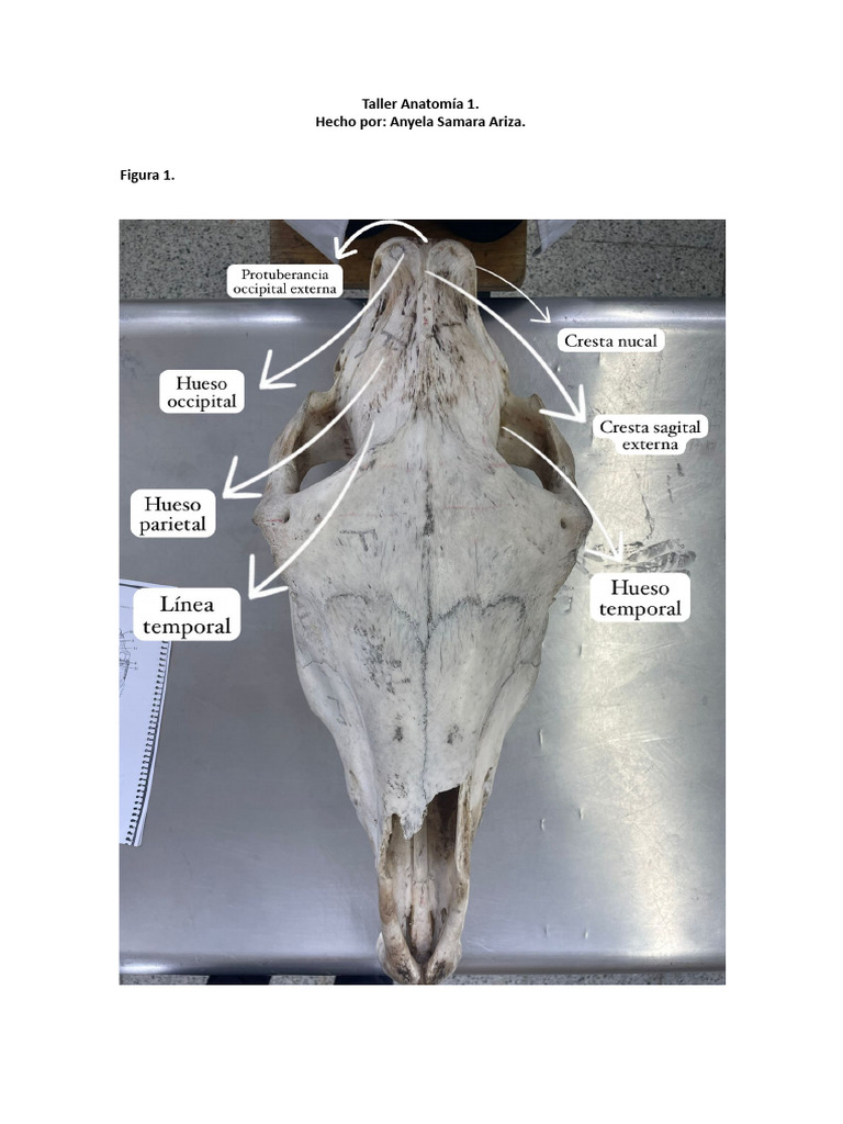 Taller Anatomia | PDF