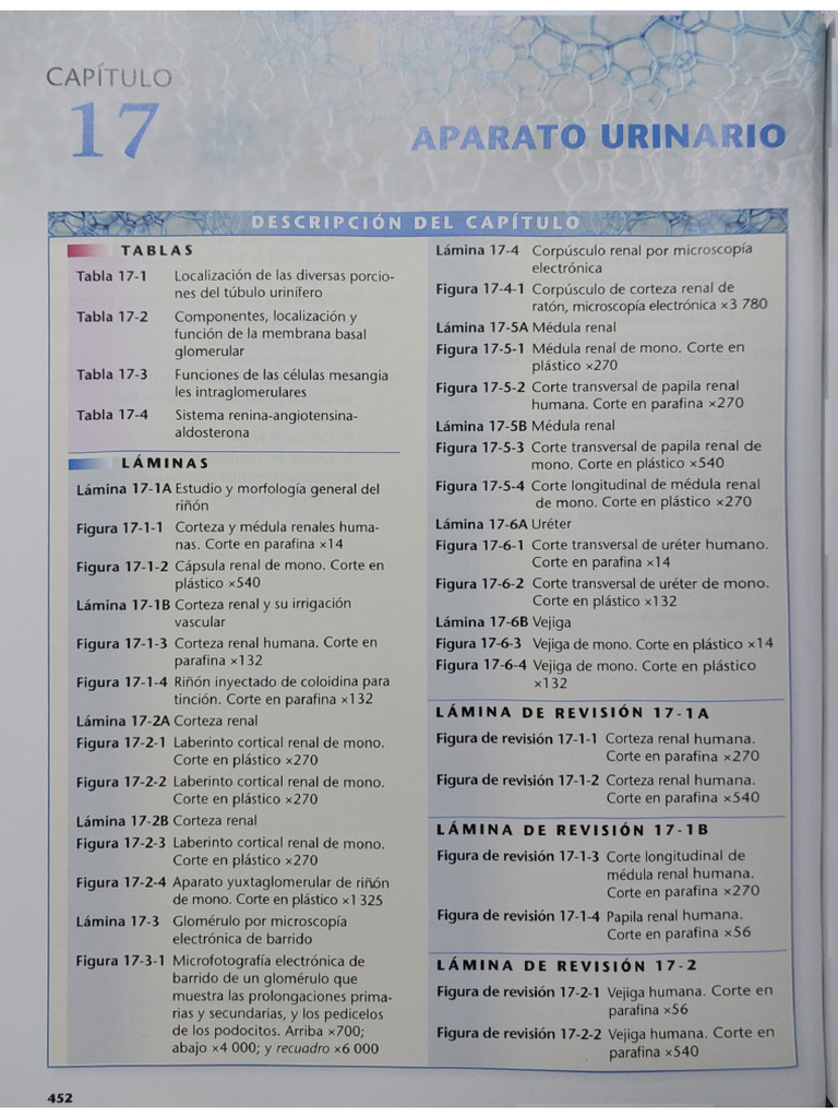 Capítulo 17 Aparato Urinario Pdf
