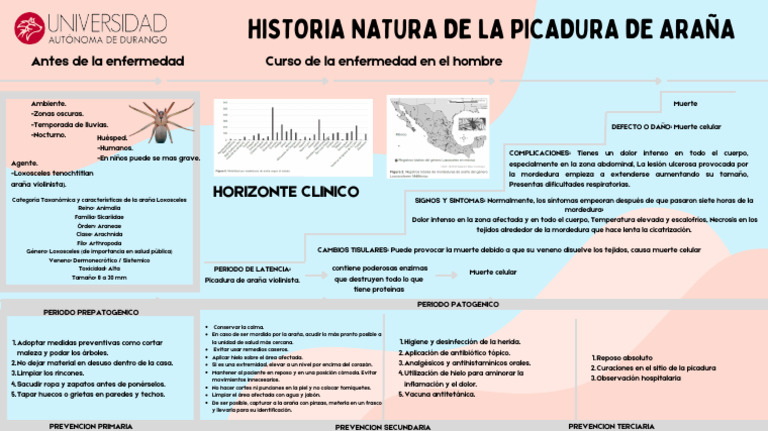 Historia Natura de La Picadura de Araña - Violinista | PDF